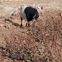 انواع نربز|حیوانات مزرعه|نیشابور, شهید جعفری|دیوار