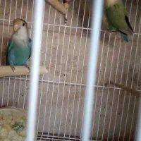 یک جفت مرغ عشق پروانه ای و دو جفت کوتوله برزیلی.|پرنده|نیشابور, ریوند|دیوار