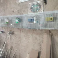 مرغ عشق