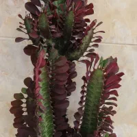 گیاه طبیعی افوربیا قرمز|گل و گیاه طبیعی|قائم‌شهر, |دیوار