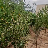 باغچه ویلا۳۵۰ متر سه کنتور اصلی شخصی دماوند|فروش خانه و ویلا|دماوند, گیلاوند|دیوار