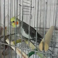 عروس هلندی نر|پرنده|کرج, اکبرآباد|دیوار