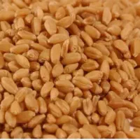 بذر گندم بوجاری شده