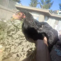 سه عدد مرغ و یک خروس|حیوانات مزرعه|تربت جام, علوی|دیوار