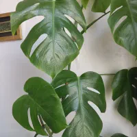 برگ انجیری|گل و گیاه طبیعی|قم, پردیسان|دیوار