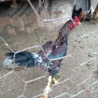 خروس لاری اصل جوان