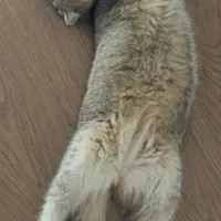 پت خوانگی گربه بیریتیش واسکاتیش|گربه|کرج, برغان|دیوار