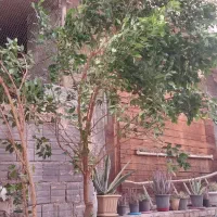 گل بنجامین غول پیکر با ا