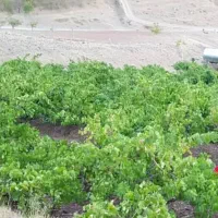 هرس.سمپاشی اصلاح خاک|خدمات باغبانی و درختکاری|نیشابور, مدرس|دیوار