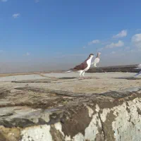 کبوتر|پرنده|اقبالیه, |دیوار