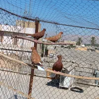 12عدد دمبی درجه یک همه باهم