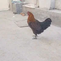 مرغ