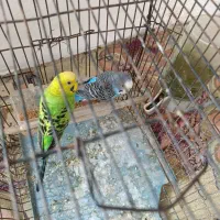 مرغ عشق سالم|پرنده|نگین شهر, |دیوار