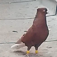 دمسفیدنروماده آث