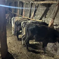 گوساله|حیوانات مزرعه|انگوت, |دیوار