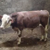 سه عدد گوساله سیمنتال دوتا نرویکی ماده ممتاز