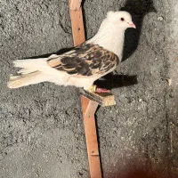 چپ پشت کلاغ|پرنده|مشهد, محمدآباد|دیوار