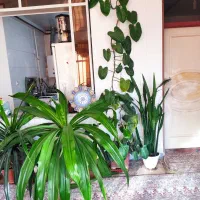 گل گیاه|گل و گیاه طبیعی|زیباشهر, |دیوار