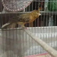 قناری نر قرص خوان