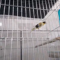 قناری بلند|پرنده|فولادشهر, مسکن مهر فولادشهر|دیوار