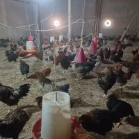 مرغ خروس 6 ماهه|حیوانات مزرعه|قم, آزادگان|دیوار