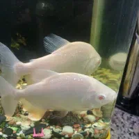 پیرانا گوشت خوار|ماهی|ماهدشت, |دیوار