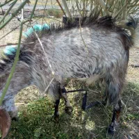 نری برای فروش