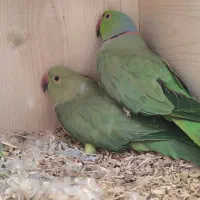 سلام شاه طوطی و ملنگو درجه یک