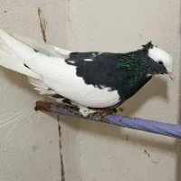 کبوتر پرشی طوقی دمبی ابلغ شازده|پرنده|شهریار, شهریار|دیوار