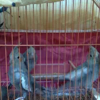 فروش فوری عروس هلندی|پرنده|گلپایگان, |دیوار