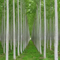 نهال کبوده با گارانتی رشد و کیفیت تضمینی