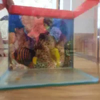 آکواریوم شیشه خم|ماهی|تبریز, |دیوار