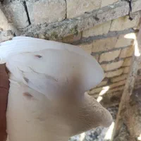 نر کمخال کفتر|پرنده|بروجرد, |دیوار