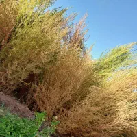 جارو باغی|عمده‌فروشی|خانمیرزا, |دیوار
