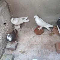 کفتر کبوتر چند عدد