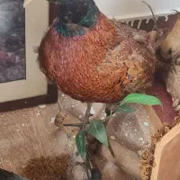 مجسمه حیوانات دکوری و زینتی