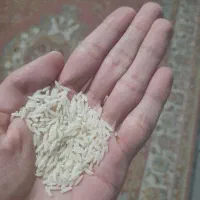 برنج طارم محلی کشت دوم (ارسال رایگان)|خوردنی و آشامیدنی|سرخرود, |دیوار