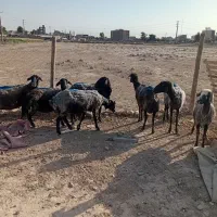 میش آبستن