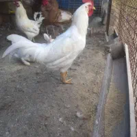 ۲عدد خروس  ۲تادورگ