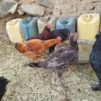 جوجه خروس محلی