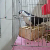 کبوتر دمگیر زره ای سینه واز ماده ۲تا