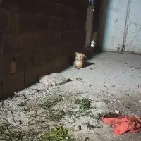 سگ پاکوتاه|سگ|ورامین, ورامین|دیوار