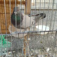 کبوتر بالغ جنسیت نامعلوم|پرنده|شاهین‌شهر, شهرک گلدیس|دیوار