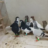 ادرس قزوین الوند