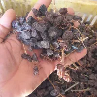 کشمش منقا هسته دار|خوردنی و آشامیدنی|تاکستان, |دیوار