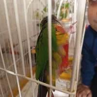 طوطی گریچینک کادوروز زن|پرنده|کاشان, خزاق|دیوار