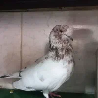 کبوتر شمرونی نر