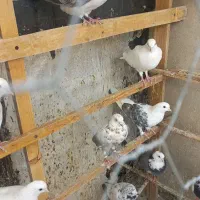 کبوتر کفتر