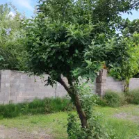 خانه روستایی ۵۰۰ متری خوش قیمت خشکبیجار زیباکنار|فروش خانه و ویلا|رشت, دیلمان|دیوار
