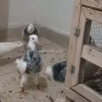 طوقی|پرنده|کرج, کوی کارمندان شمالی|دیوار